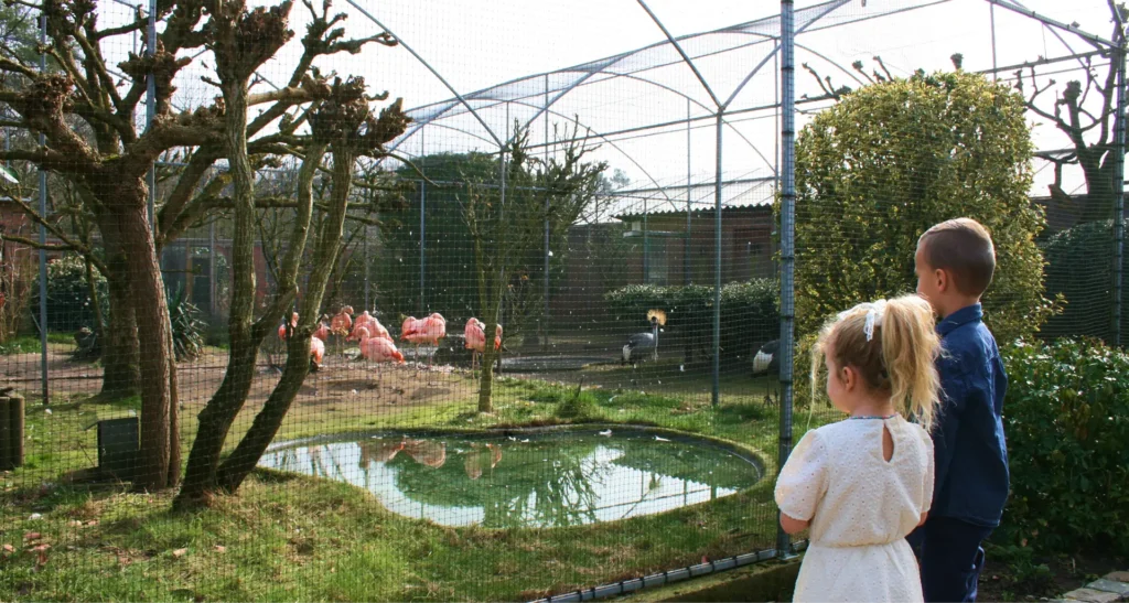 Kinderen kijken naar de flamingo's van Bird Palace tijdens een unieke uitstap in Pelt.
