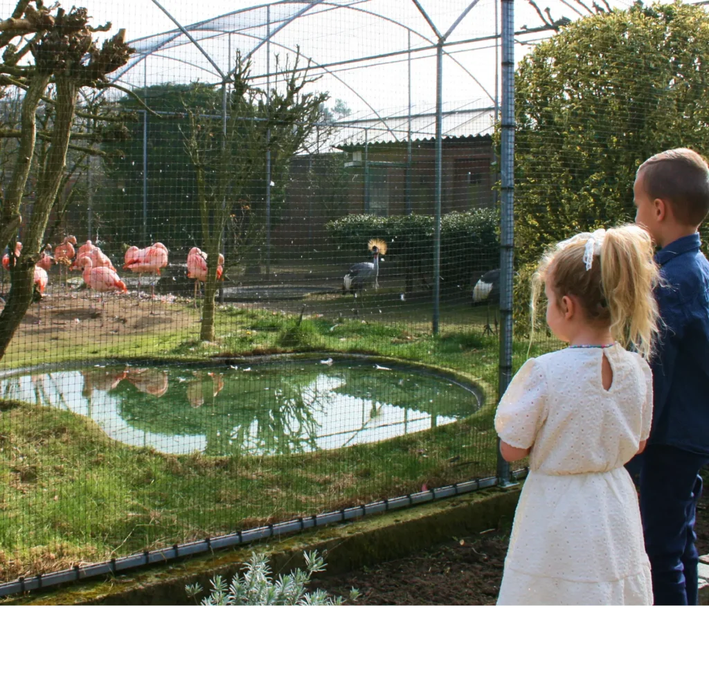 Kinderen kijken naar de flamingo's van Bird Palace tijdens een unieke uitstap in Pelt.